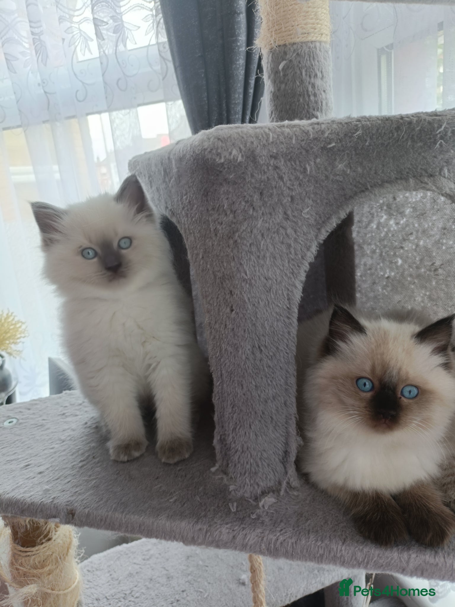 Ragdoll cats 🌸BEAUTIFUL RAGDOLL 🌸1 Boys & 1 Girl Available 🌸 - Advert 1