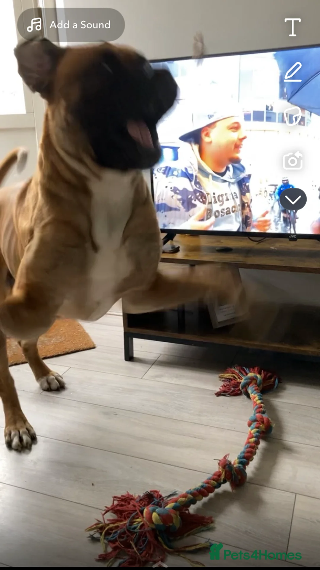 Cane Corso dogs for stud: M cane corso available for stud in London - Advert 11