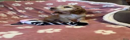 Cocker Spaniel dogs for sale: Cocker Spaniel Puppies Ready for Loving Homes - Advert 3