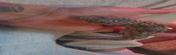 Gecko reptiles for sale: Leopard Gecko in Kidderminster - Advert 4