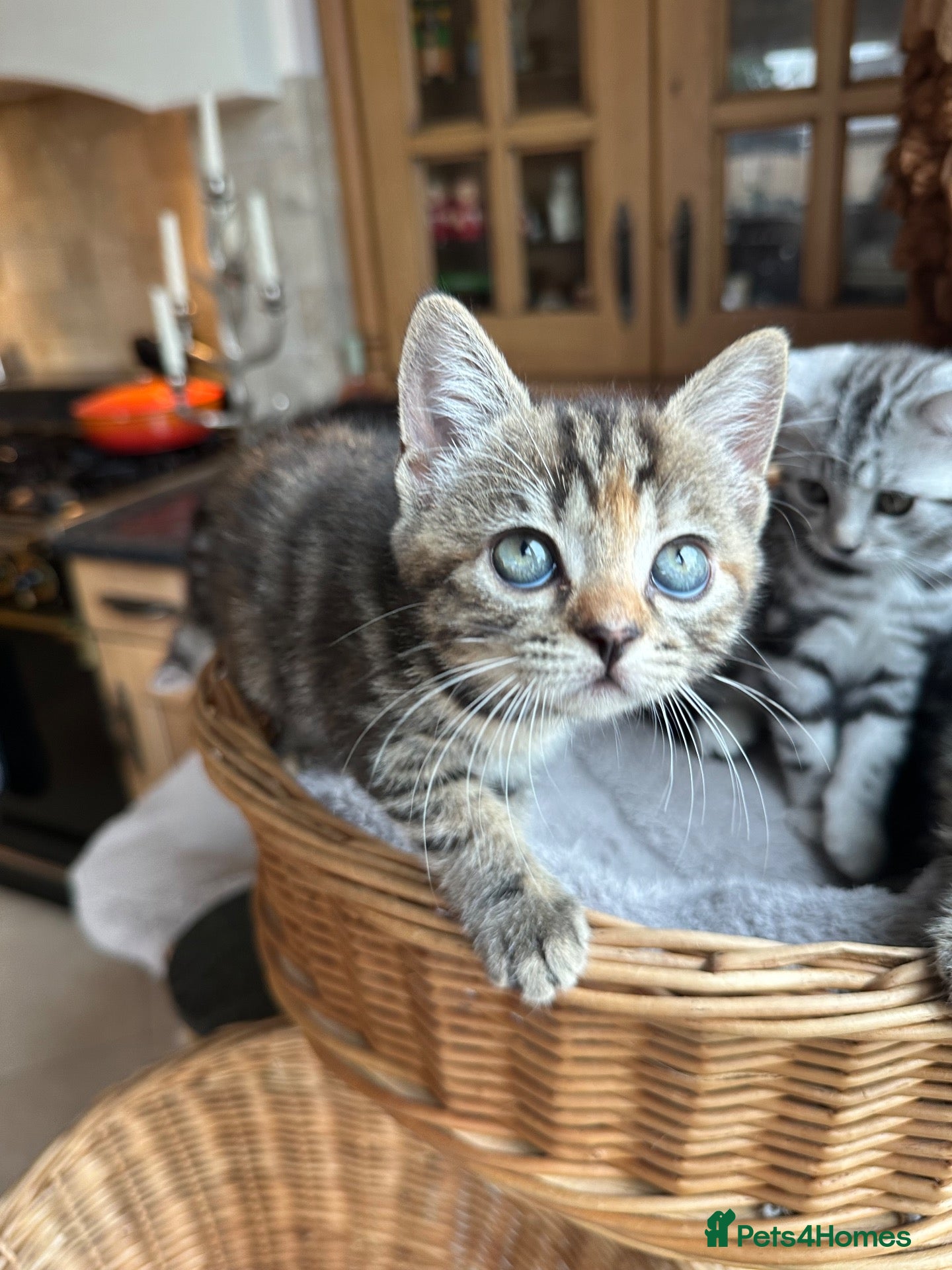 British Shorthair cats Beautiful Golden Tabby British Shorthairs - Advert 2