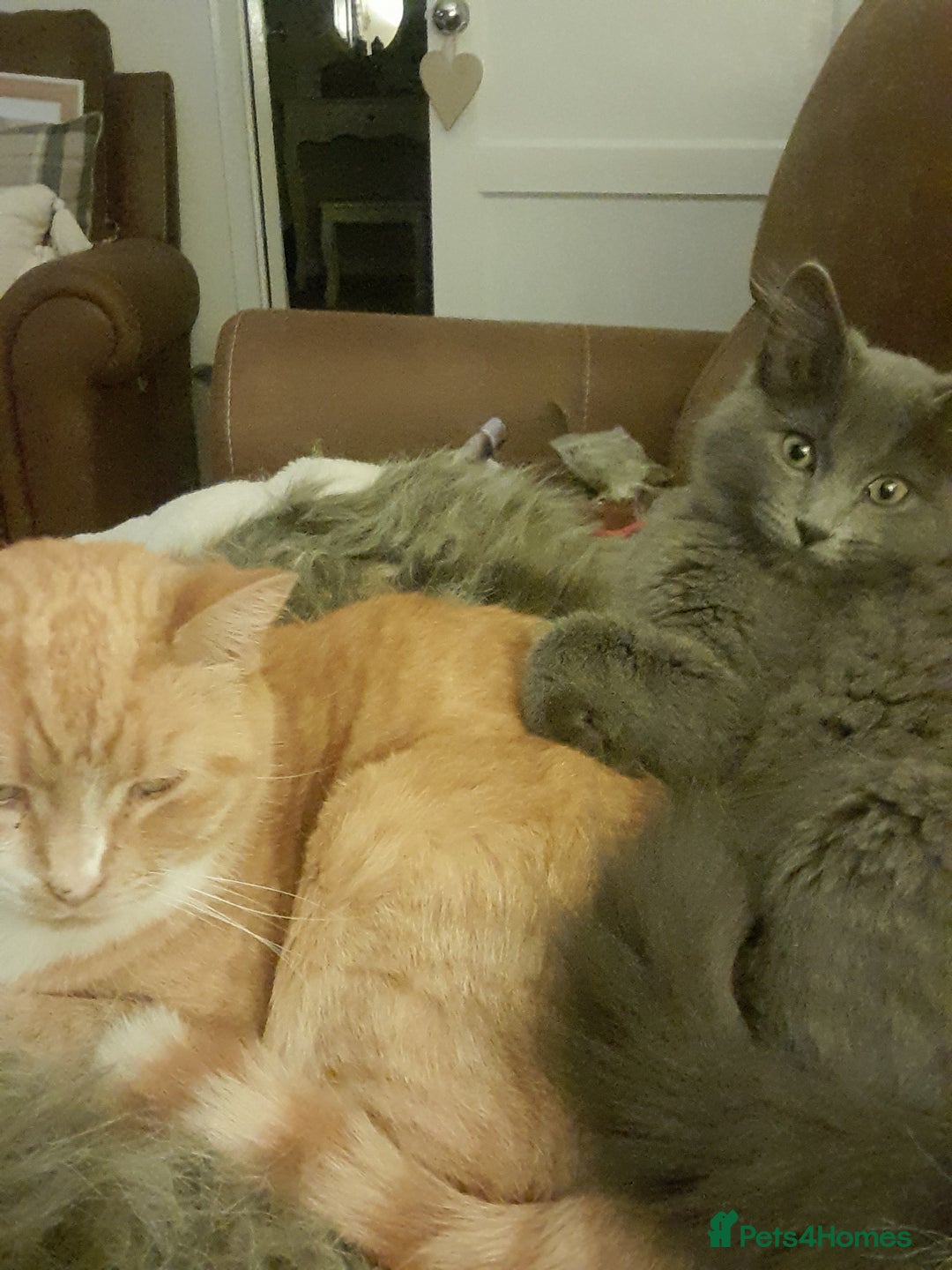 British Longhair cats for sale: British blue longhair - Image 6