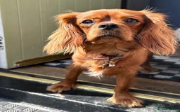 Cavalier King Charles Spaniel dogs for sale: 5 King Charles Ruby & Blenheim Puppies  - Image 2