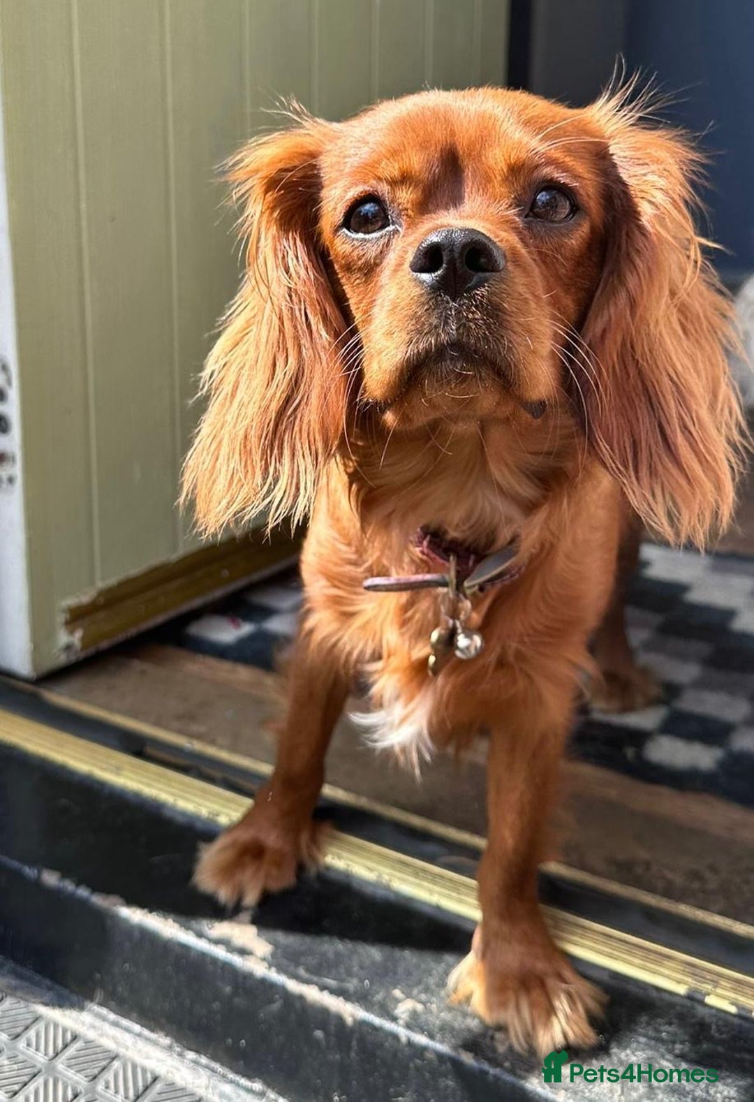 Cavalier King Charles Spaniel dogs for sale: 5 King Charles Ruby & Blenheim Puppies  - Image 2