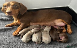 Miniature Dachshund dogs for sale: Miniature chocolate and tan dachshunds for sale  - Image 2