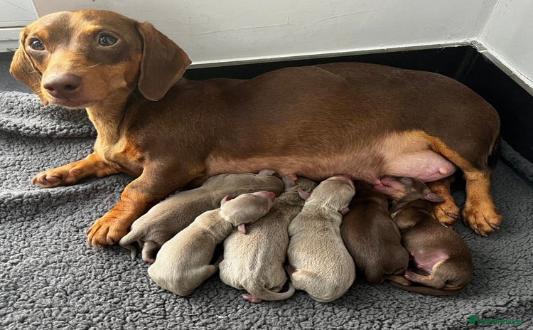 Miniature Dachshund dogs - Advert 1