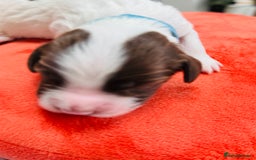 English Springer Spaniel dogs for sale: KC Quality English Springer Spaniels - Image 7