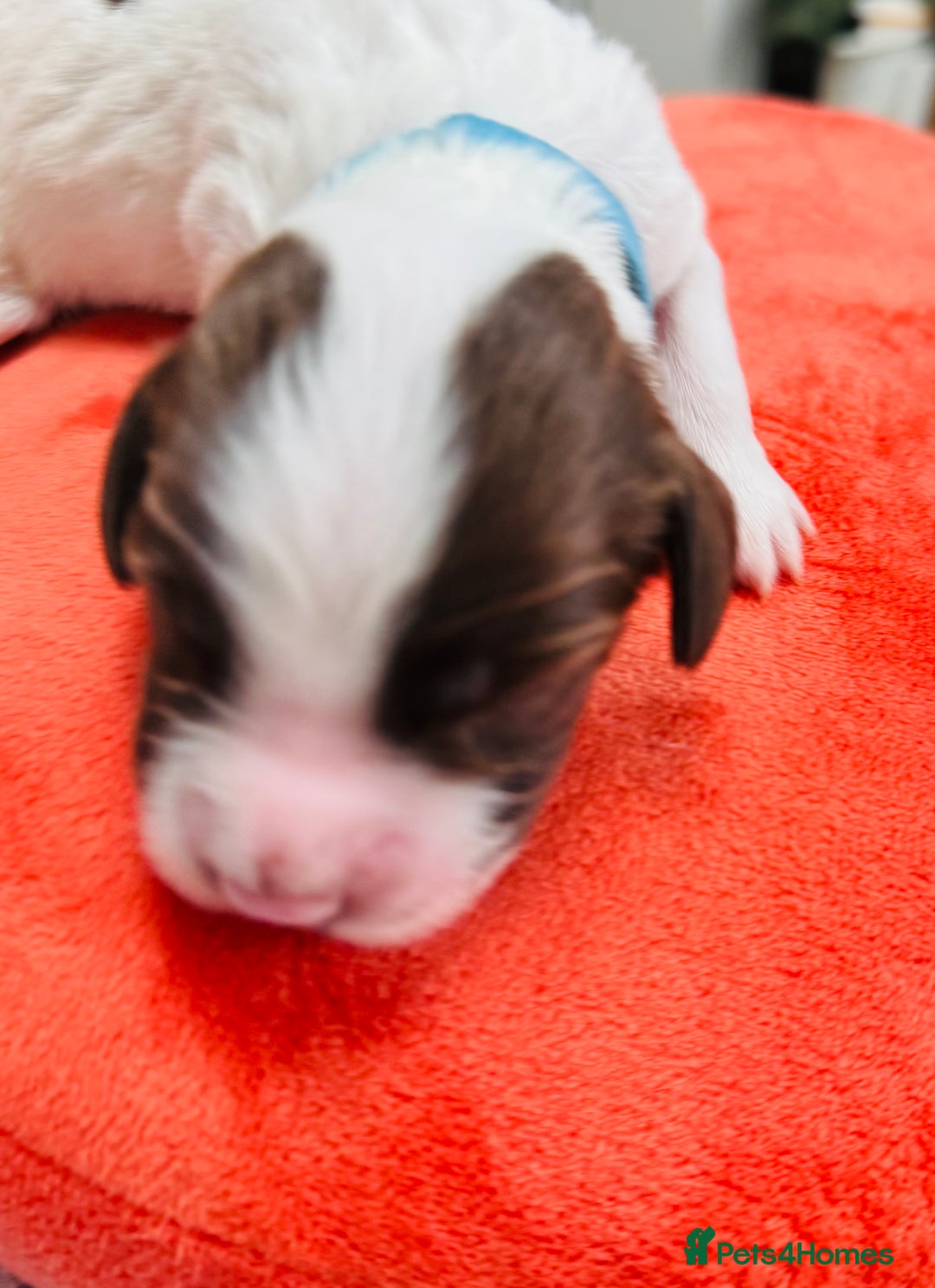 English Springer Spaniel dogs for sale: KC Quality English Springer Spaniels - Image 7