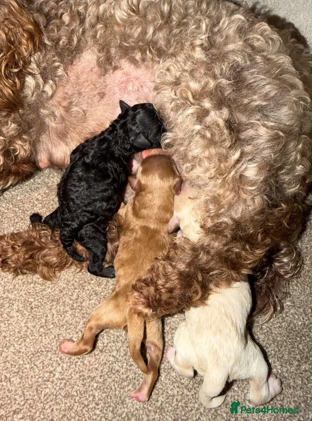Toy Poodle dogs for sale: Last two Toy Poodle Boys Available Now - Advert 7