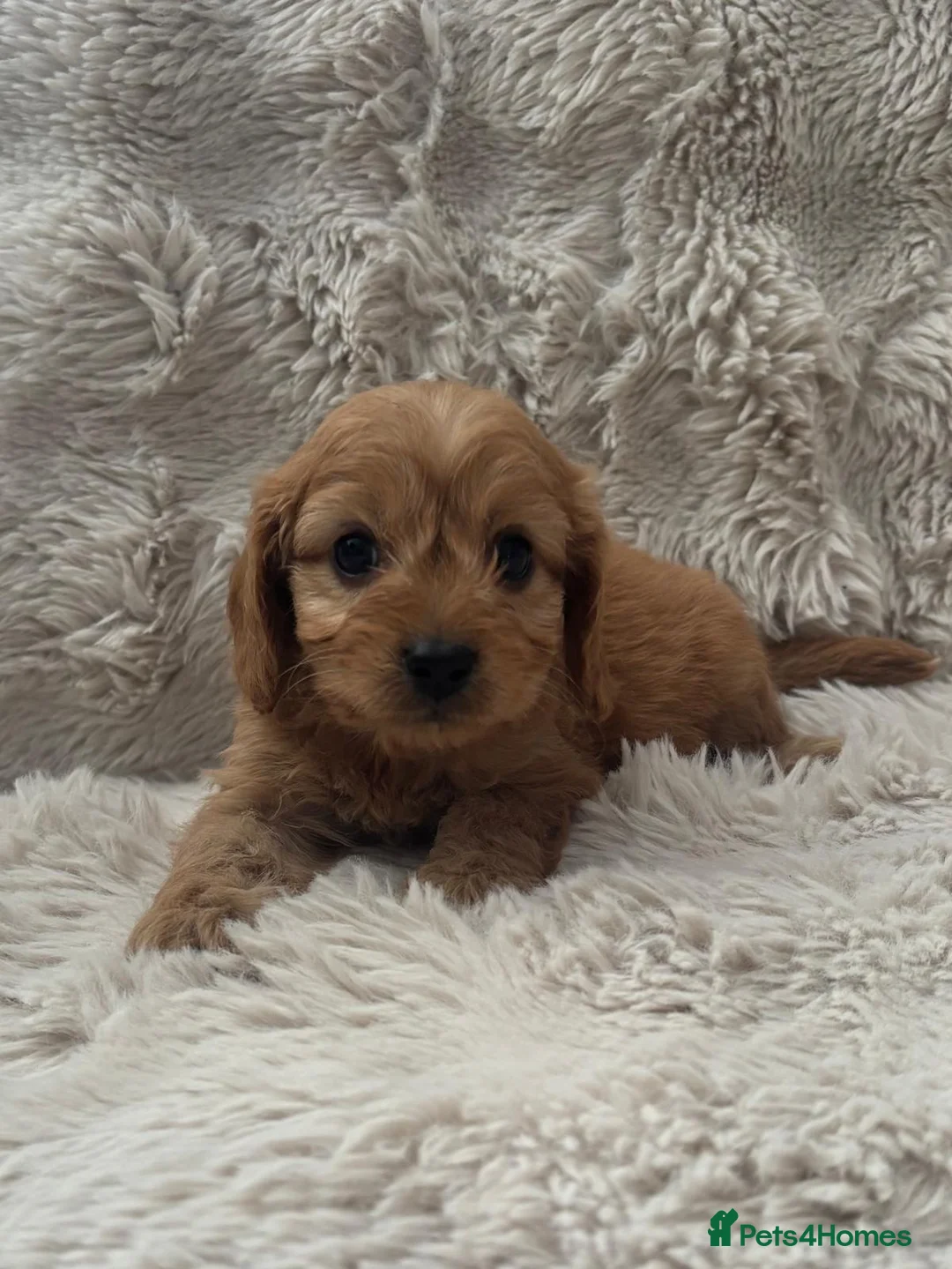 Cavapoo dogs for sale: Adorable F1 Cavapoos puppies  in Telford - Advert 5