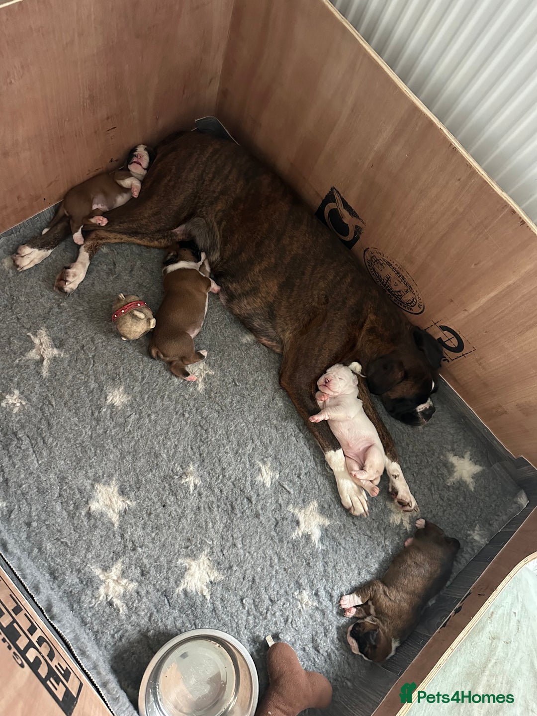 Boxer dogs for sale: 4 CHAMP BLOODLINE CHUNKY BOXER PUPS, bobtail/tail - Advert 8