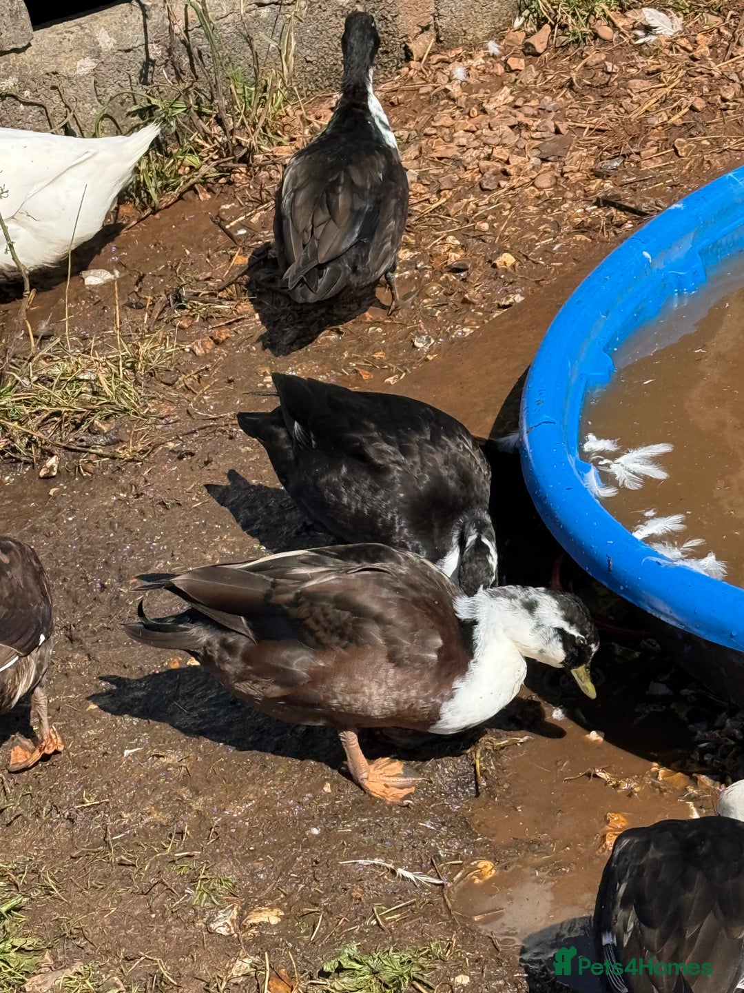 Ducks poultry for sale: Magpie call ducks - Image 2