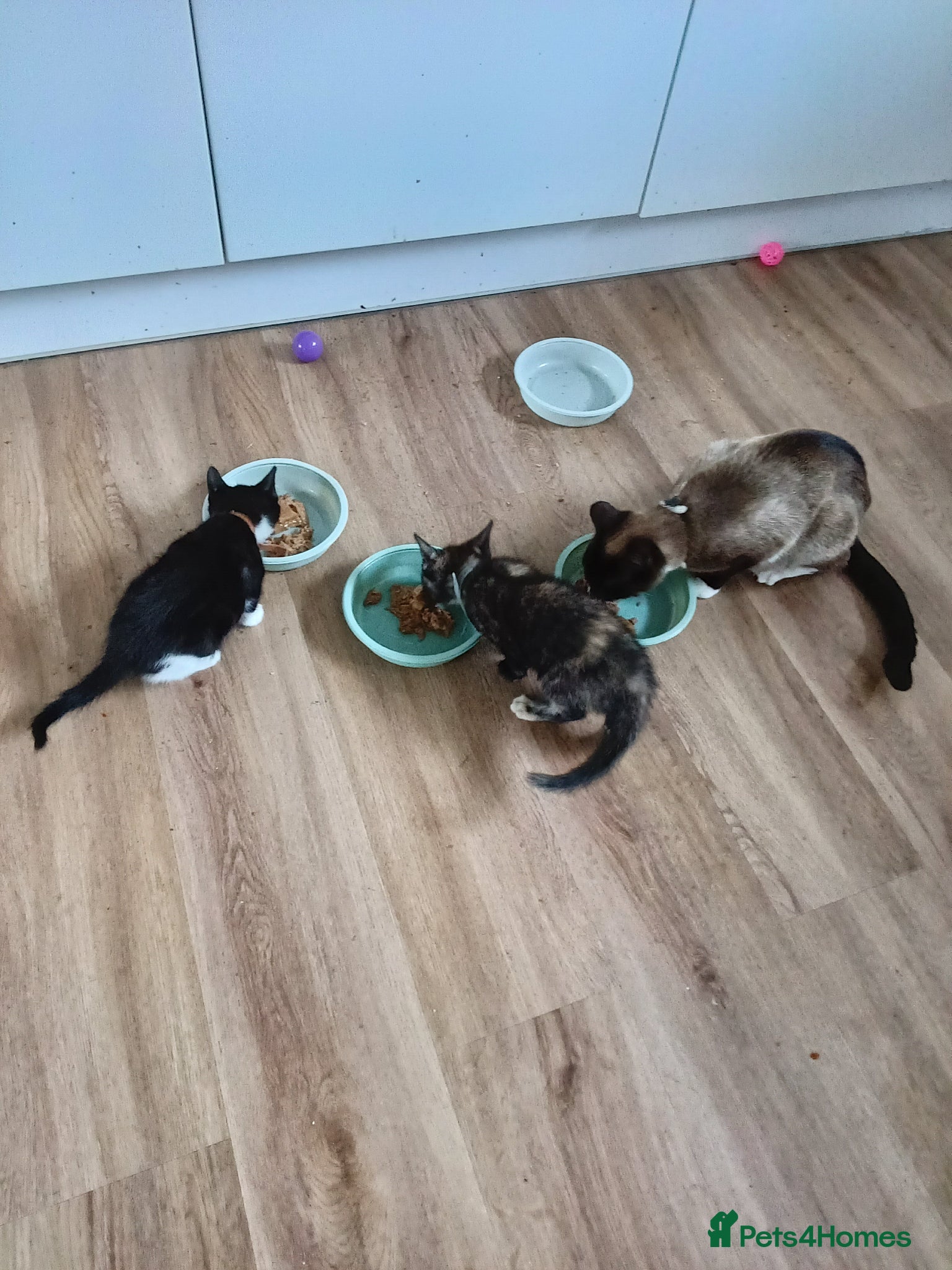 Mixed Breed cats Adorable house Kittens. - Advert 1