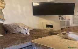 Ragdoll cats for sale: GCCF ragdoll kittens  - Image 8