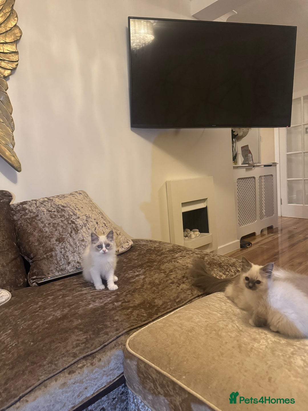 Ragdoll cats for sale: GCCF ragdoll kittens  - Image 8