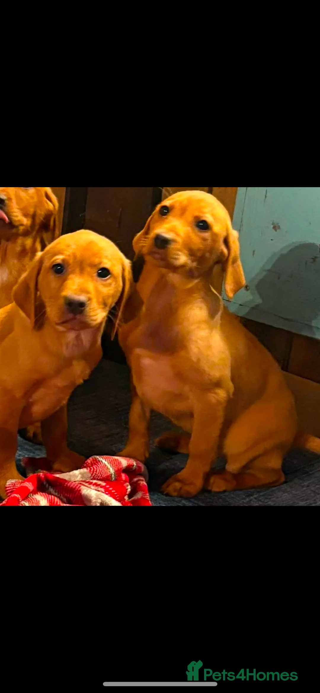 Labrador Retriever dogs for sale: Red Labrador puppies  - Advert 8