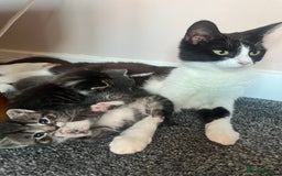 Mixed Breed cats for sale: 2 Tabby and 1 Grey Tabby and white kittens - Image 4