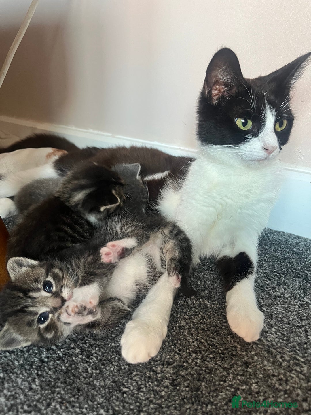 Mixed Breed cats for sale: 2 Tabby and 1 Grey Tabby and white kittens - Image 4