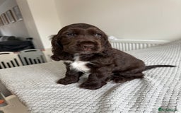 Cocker Spaniel dogs for sale: Beautiful show cocker spaniel puppy - Image 7