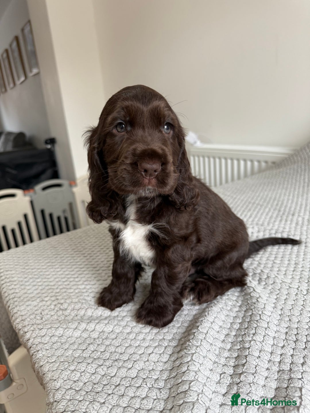 Cocker Spaniel dogs for sale: Beautiful show cocker spaniel puppy - Image 7