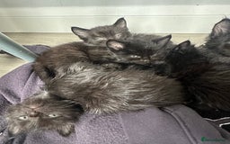 Domestic Shorthair cats for sale: Fluffy black kittens  - Image 5