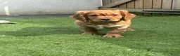 Cockerdor dogs for sale: 4 male cockerdor puppies for sale 🐾  - Advert 6