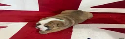 English Bulldog dogs for sale: 🏴󠁧󠁢󠁥󠁮󠁧󠁿 Best of British KC English Bulldogs in Ashington - Advert 5
