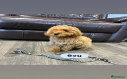 Cavapoo dogs for sale: Adorable Cavapoos ready for their new families 🐾 - Image 28