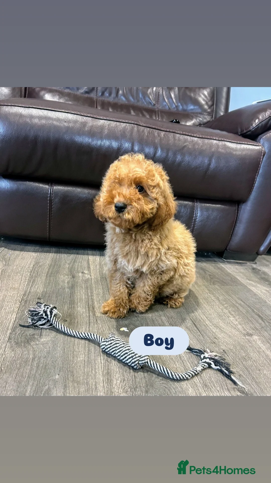 Cavapoo dogs for sale: Adorable Cavapoos ready for their new families 🐾 - Image 28