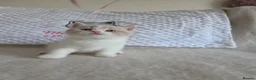 British Shorthair cats for sale: British shorthair kittens girls  - Advert 20