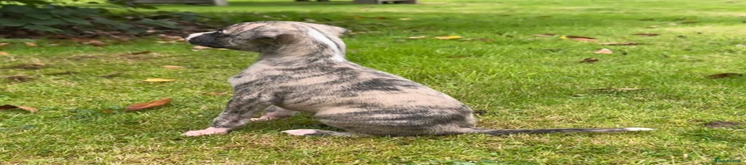 Whippet Puppy 4