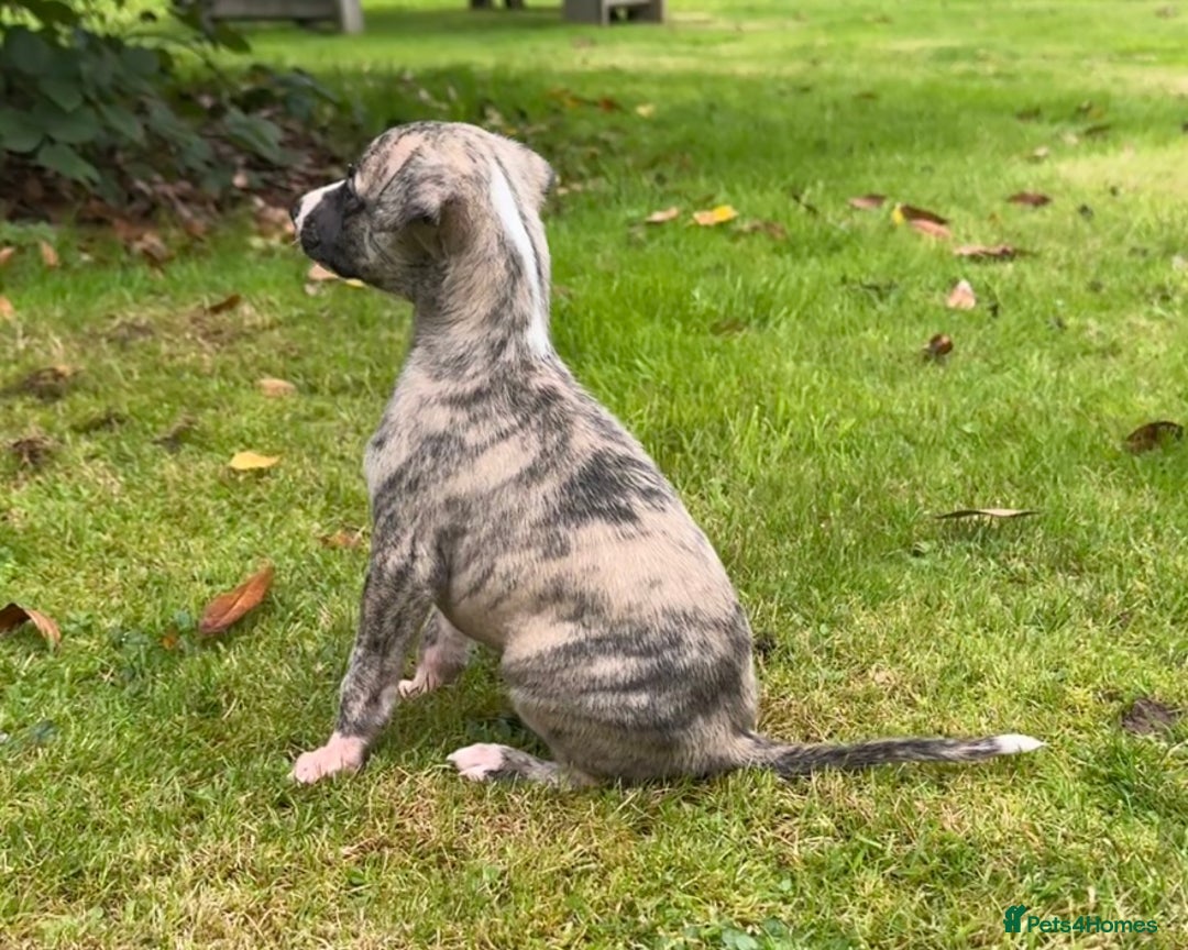 Whippet dogs for sale: SUPER KC Whippet puppies Show bred - Image 6