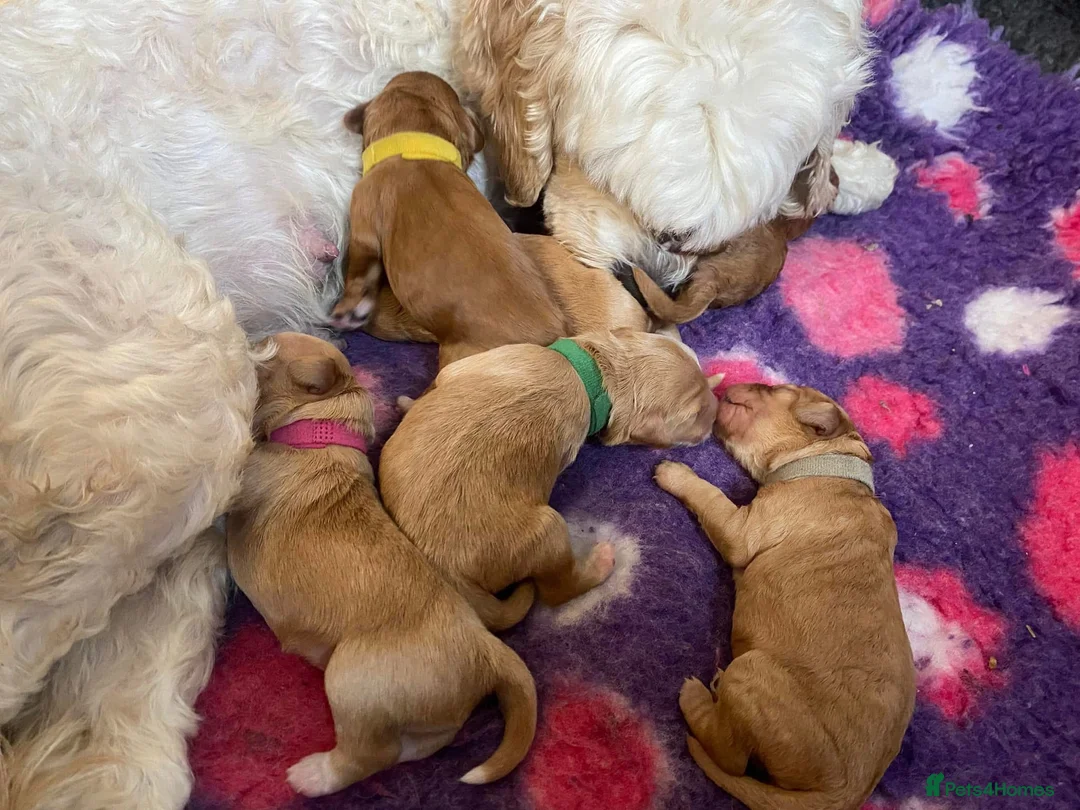 Toy Poodle dogs for stud: Charlie KC Toy poodle  extensively health tested  - Advert 5