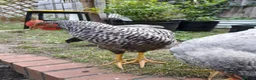 Chickens poultry for sale: 2x friendly roosters ! - Advert 5