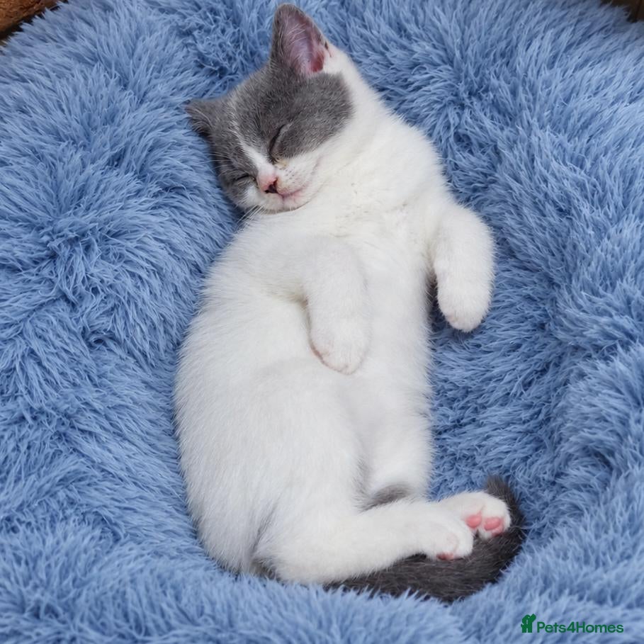 British Shorthair cats 💙ONE GCCF REG BOY LEFT💙 - Advert 2