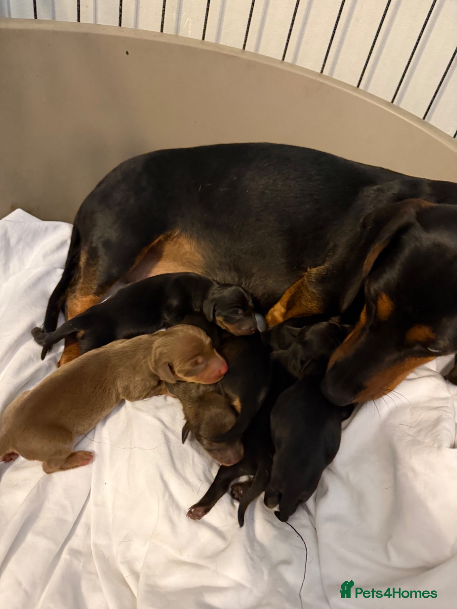 Miniature Dachshund dogs Miniature dachshunds  for sale  - Advert 2