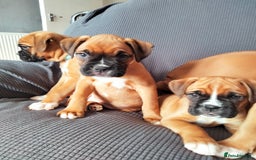 Boxer dogs for sale: Gorgeous Chunky Boxer Puppies  - Image 16
