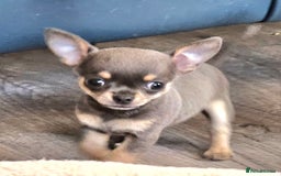 Chihuahua dogs for sale: 2 male Chihuahuas back for sale reduced to 995  in Huntingdon - Image 14