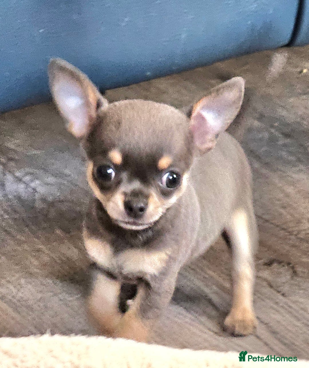 Chihuahua dogs for sale: 2 male Chihuahuas back for sale reduced to 995  in Huntingdon - Image 14