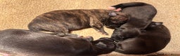 Whippet dogs for sale: Beautiful KC registered Whippet puppies - Advert 2