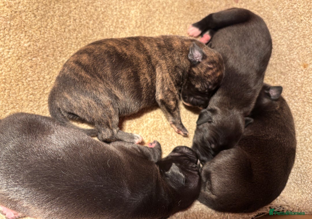 Whippet dogs for sale: Beautiful KC registered Whippet puppies - Advert 2