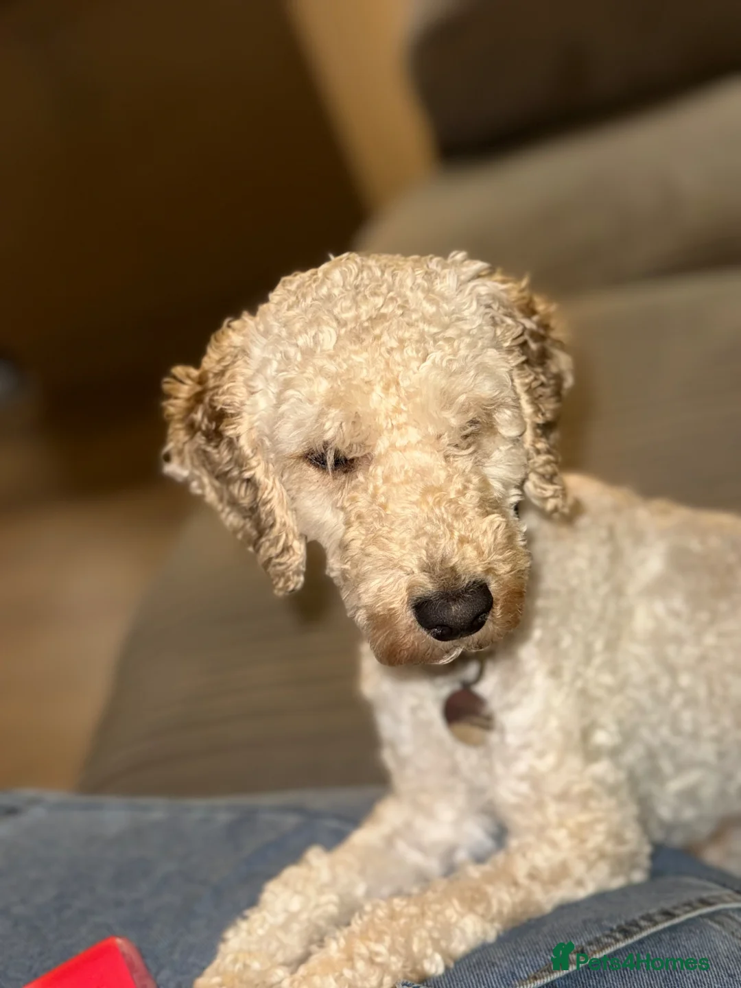 Cockapoo dogs for sale: Female Toy Cockapoo for Rehome - Advert 2