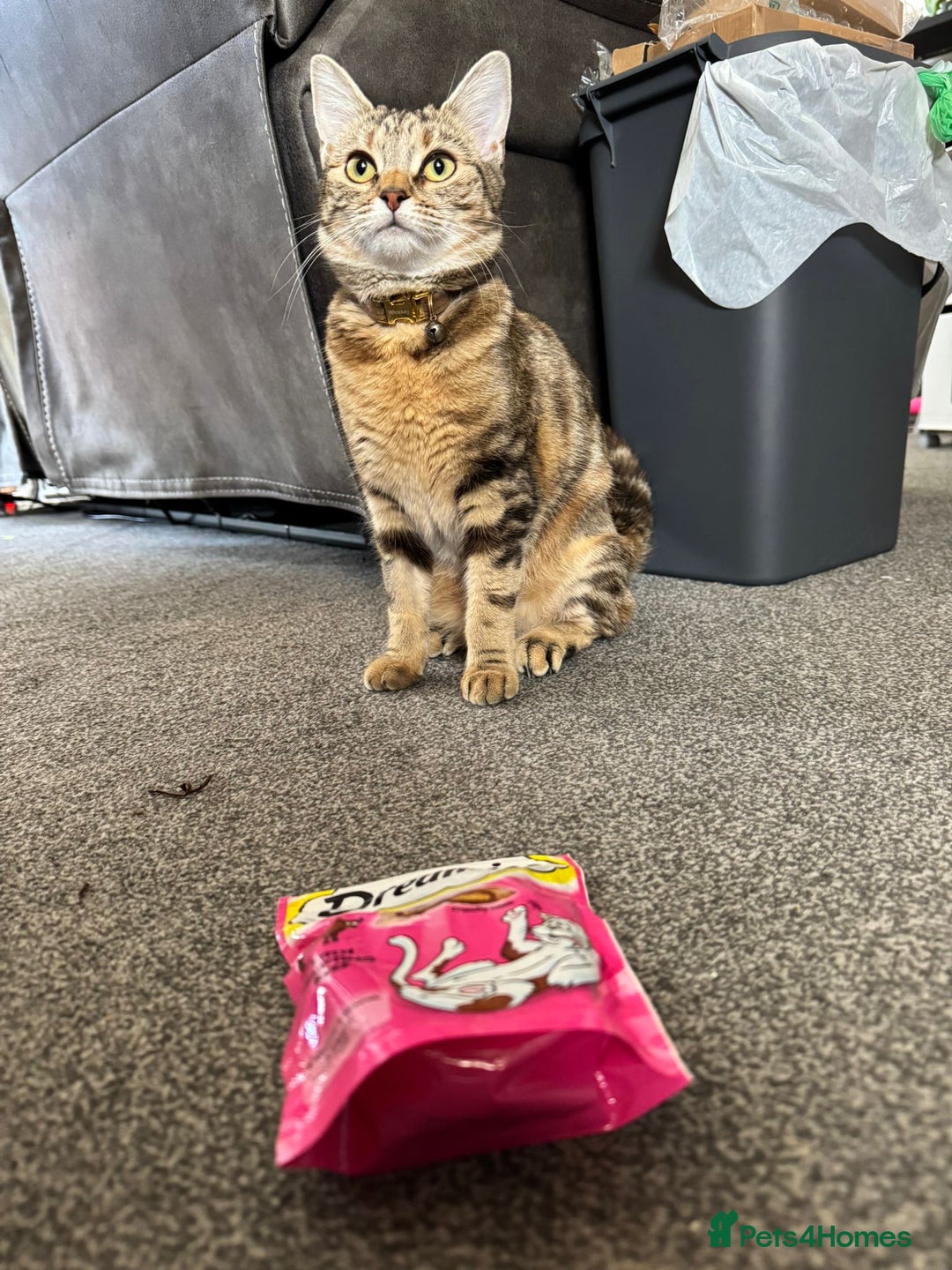 British Shorthair cats for sale: Whiskey - British Shorthair for sale - Advert 10