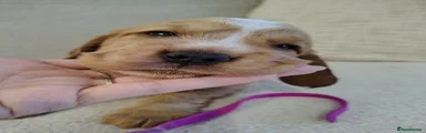 Cocker Spaniel - pink collar 