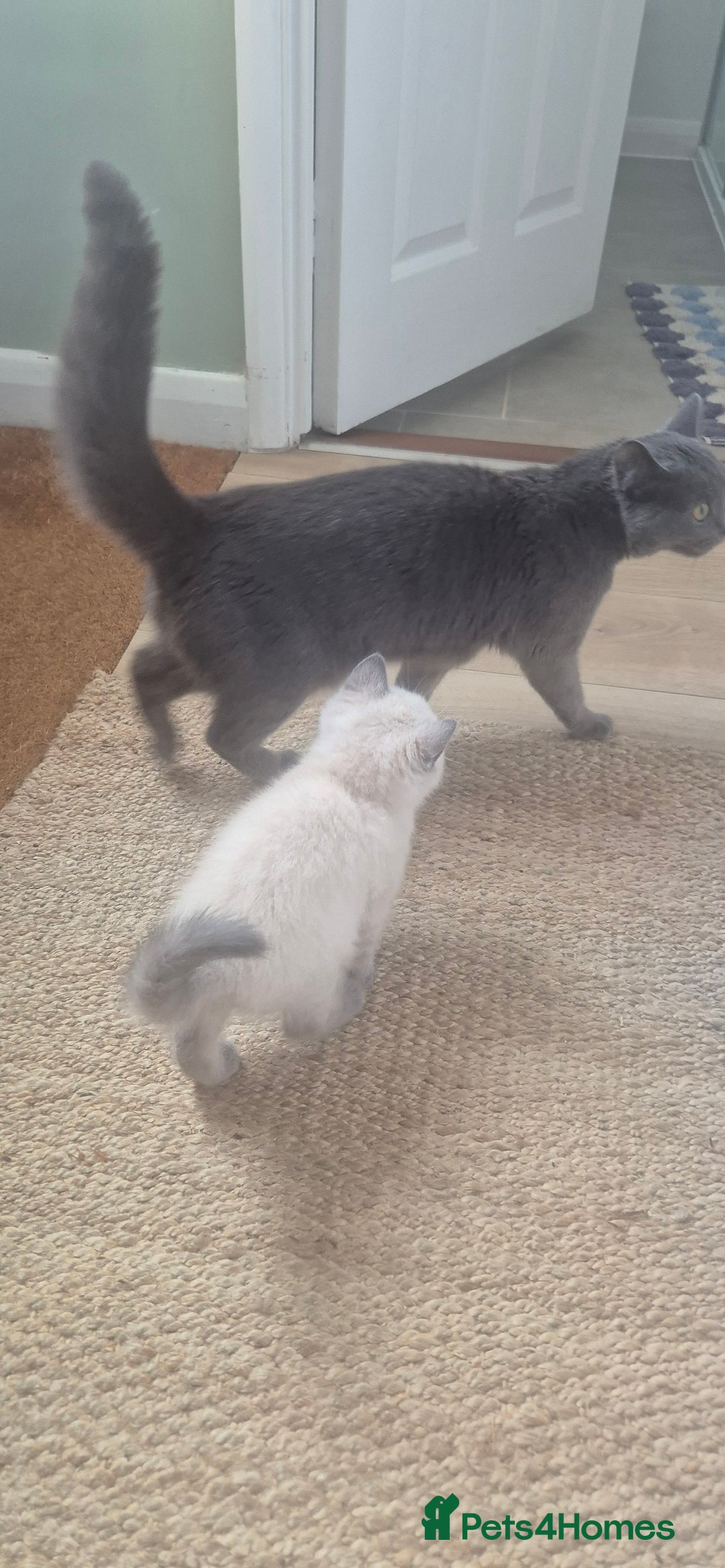 British Shorthair cats for sale: British shorthair cross - Image 1