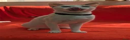 Arabian Mau cats for adoption: Miachita - Advert 3