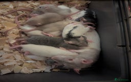 Rat rodents for sale: Beautiful baby rats available to reserve soon.  - Image 2