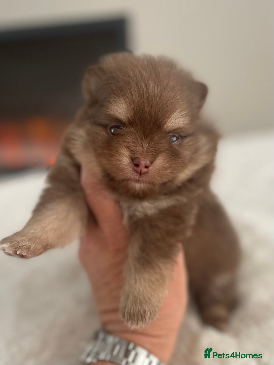 Pomeranian dogs for sale: Pomeranian puppy’s Blk&Tan Choc&Tan 🖤🧡🤎 - Image 4