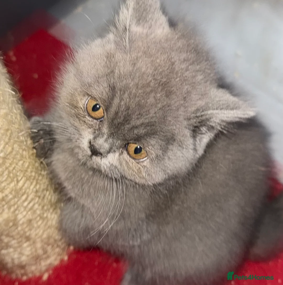 British Shorthair cats for sale: British Blue British Shorthair girl available - Advert 5