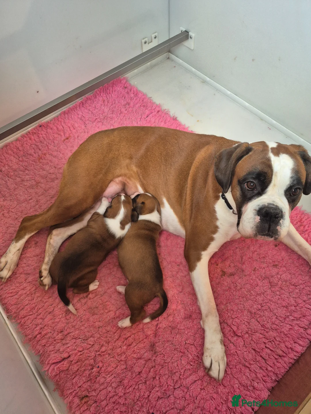 Boxer dogs for sale: Amazing boxer boy - Advert 1